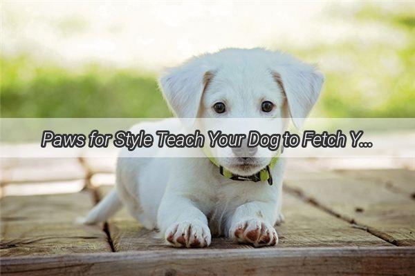 Paws for Style Teach Your Dog to Fetch Your Shoes and Elevate Your Mornings